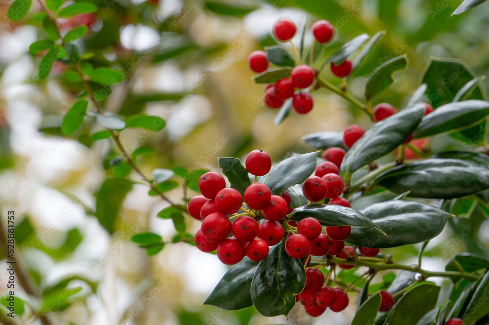 Fototapeta premium ヒイラギモチの実 