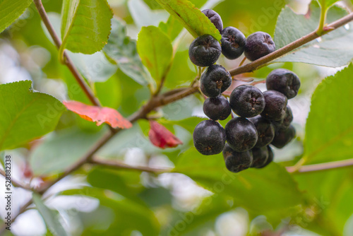 Clusters of ripe juicy chokeberry on a bush in the garden in summer