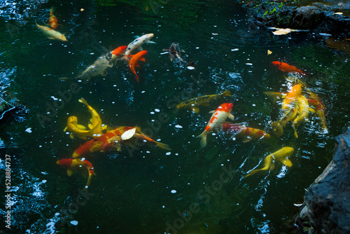 Many colorful carps swimming in a Japanese pond,koi fish.