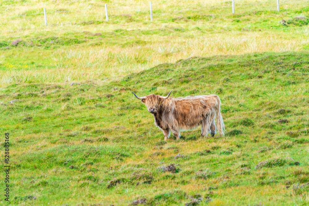 Highland cow, Isle of Harris in Outer Hebrides, Scotland. Selective focus Highland cow, Isle of Harris in Outer Hebrides, Scotland. Selective focus