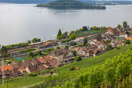 st petersinsel schweizer dorf twann am bielersee rebberg