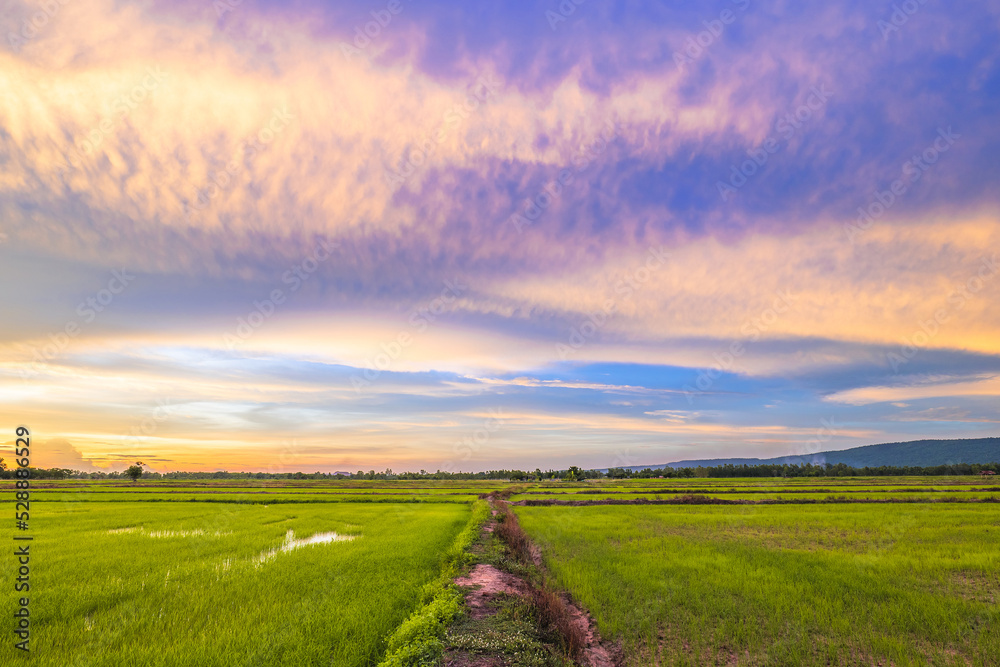 Rice field and walkway before sunset, with the beautiful color of rain clouds in the rainy season, Thailand