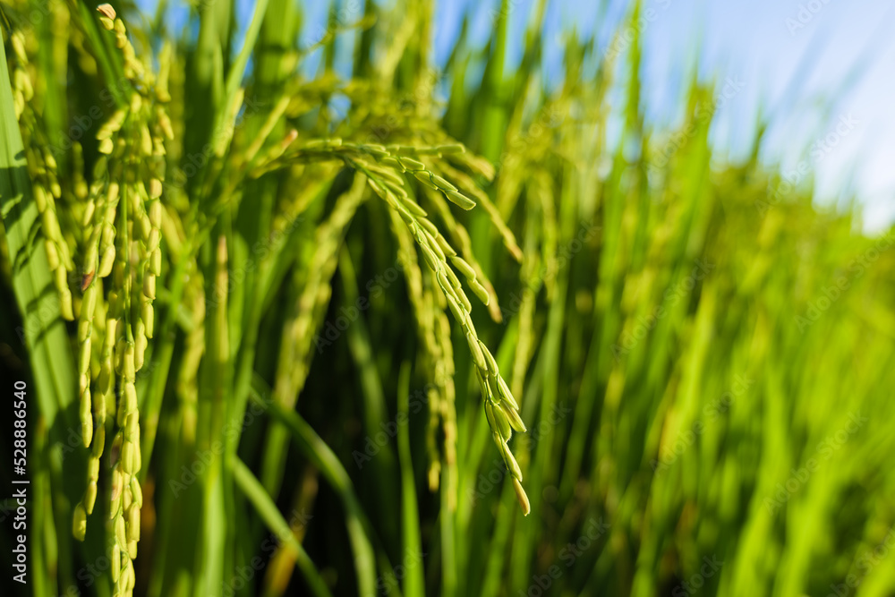 Paddy rice produce grain in sunlight before the sunset, closeup ear of rice in the field Paddy rice produce grain in sunlight before the sunset, closeup ear of rice in the field