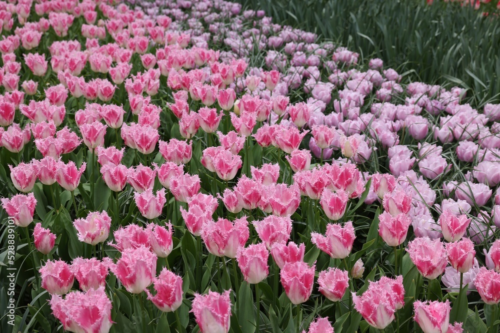 Many beautiful tulip flowers growing outdoors. Spring season Many beautiful tulip flowers growing outdoors. Spring season