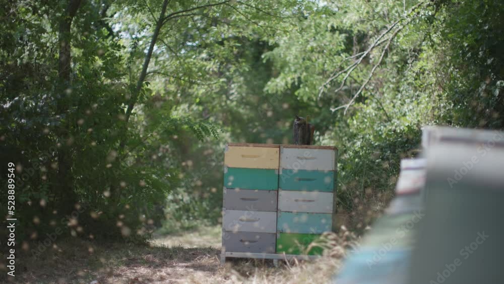 flying bees all around the beehive