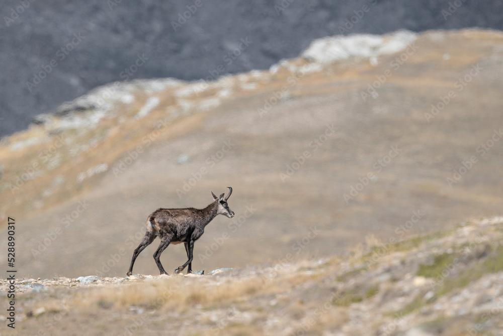 Wild Alps, the Alpine chamois (Rupicapra rupicapra) Wild Alps, the Alpine chamois (Rupicapra rupicapra)