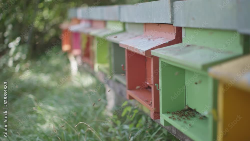 flying bees all around the beehive flying bees all around the beehive