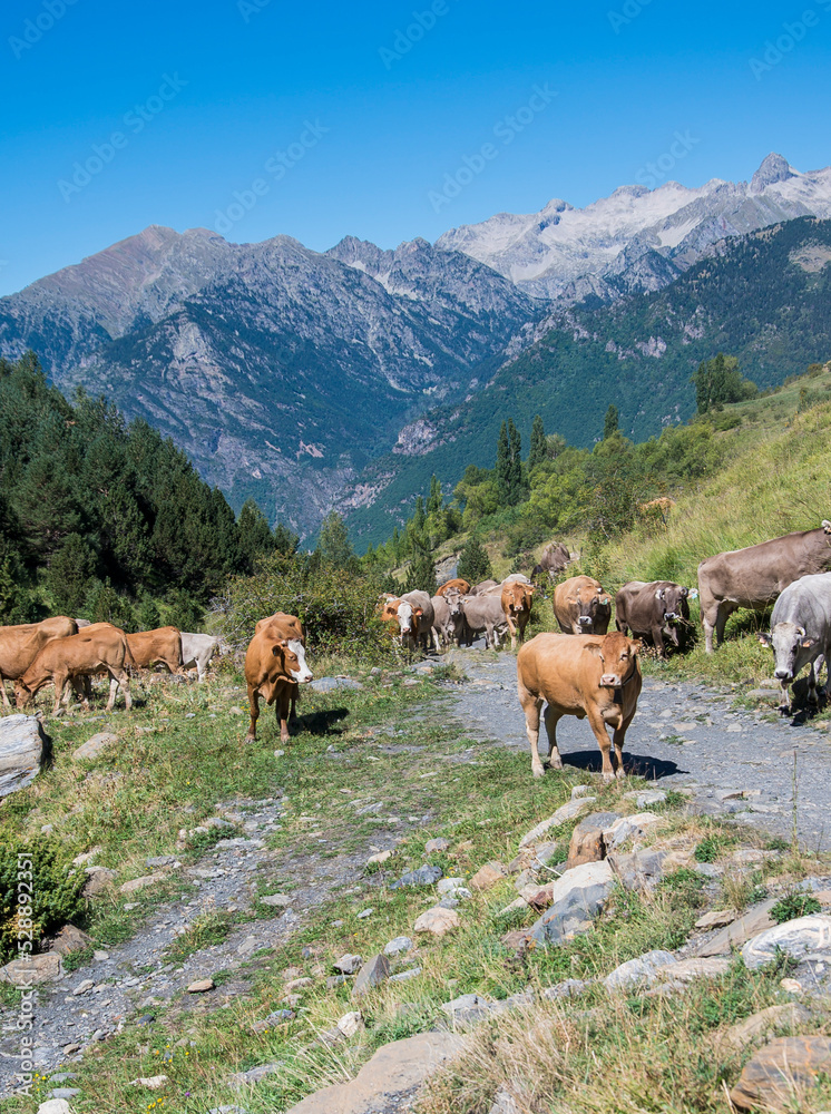 Ganaderos haciendo la trashumancia con sus vacas para pasturar en los valles de Benasque (Huesca), en el corazón de los Pirineos. 
