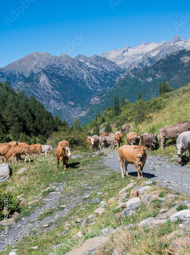 Ganaderos haciendo la trashumancia con sus vacas para pasturar en los valles de Benasque  Huesca   en el coraz  n de los Pirineos. 