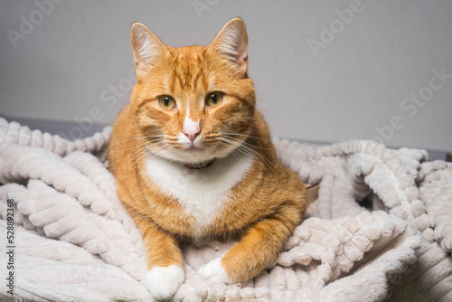 Cute ginger cat lying in bed under a blanket. Fluffy pet comfortably settled to sleep.