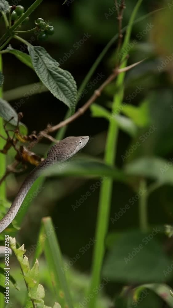 Asian vine snake or Ahaetulla prasina sunbathing among the foliage at Bokor National Park in Kampot, Cambodia Asian vine snake or Ahaetulla prasina sunbathing among the foliage at Bokor National Park in Kampot, Cambodia