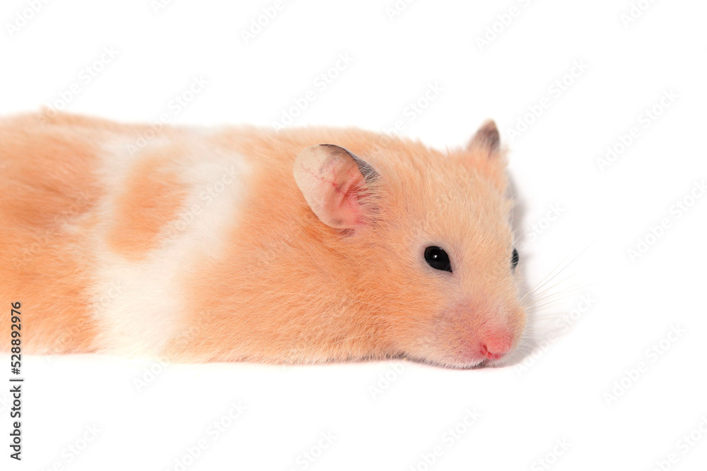 Cute fluffy hamster is lying, looking at the camera. Isolated on white