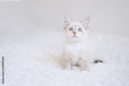 Small point kitten with blue eyes on a white blanket. Kitty three months 