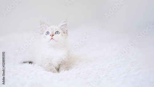 Small point kitten with blue eyes on a white blanket. Kitty three months 