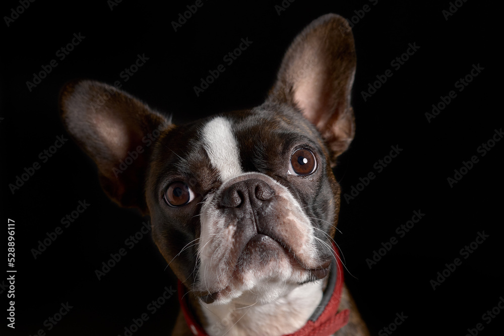 Portrait boston terrier pure breed soft dark background closeup