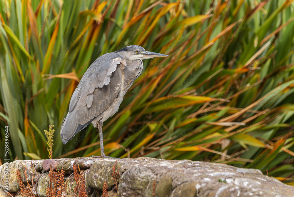 Naklejka premium grey heron