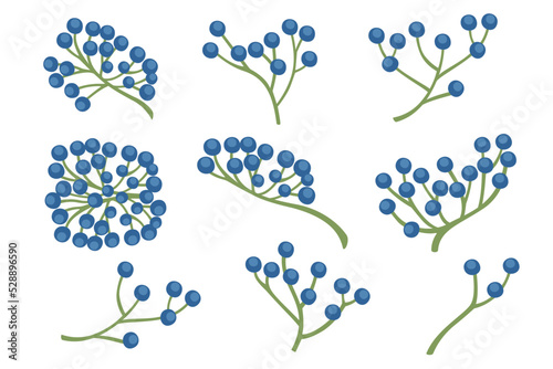 Blue wild berries with green stem vector illustration of forest berry isolated on white background