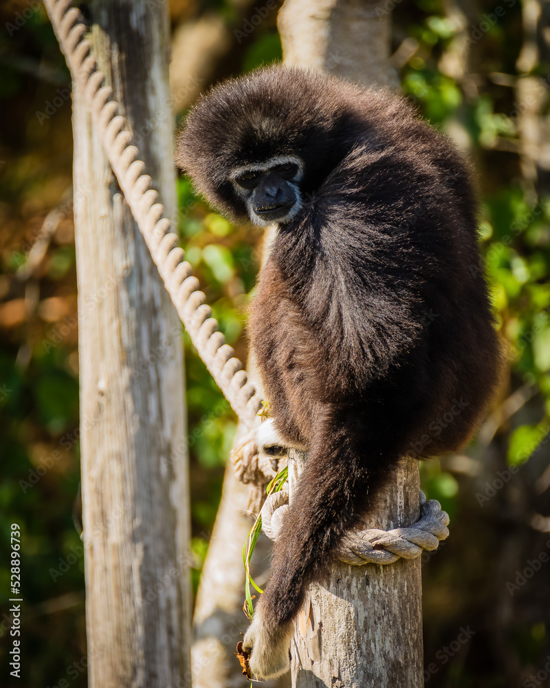 Naklejka premium Lar Gibbons