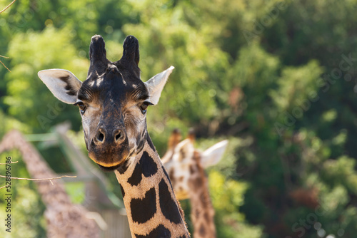 portrait of a giraffe