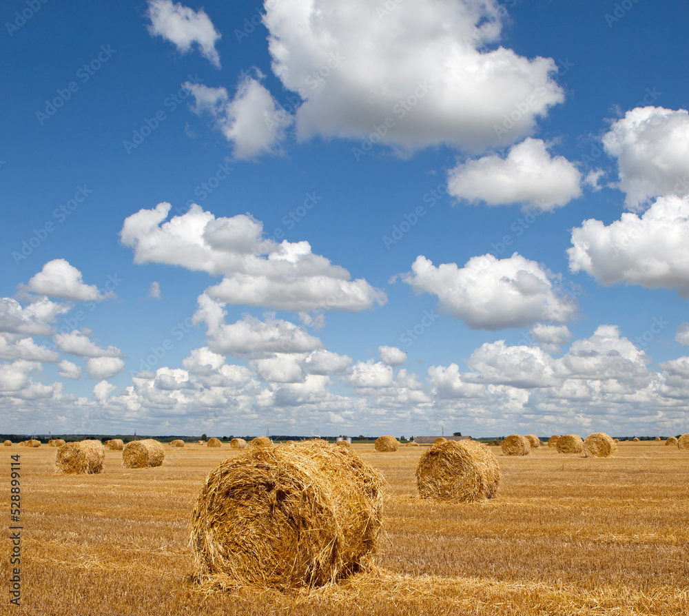 Picturesque field landscape with hay rolls Picturesque field landscape with hay rolls