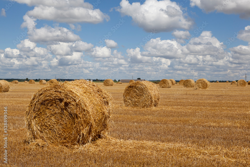 Fototapeta premium Picturesque field landscape with hay rolls