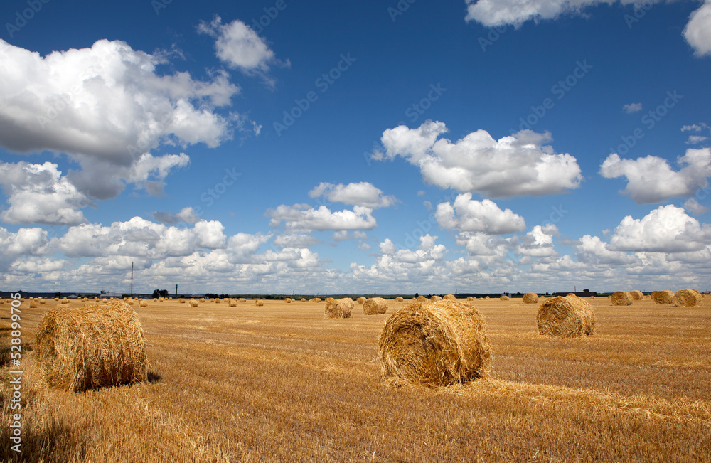Picturesque field landscape with hay rolls