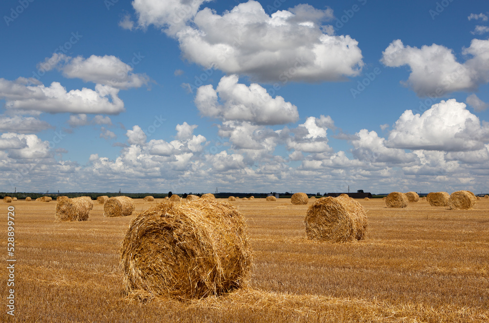 Fototapeta premium Picturesque field landscape with hay rolls