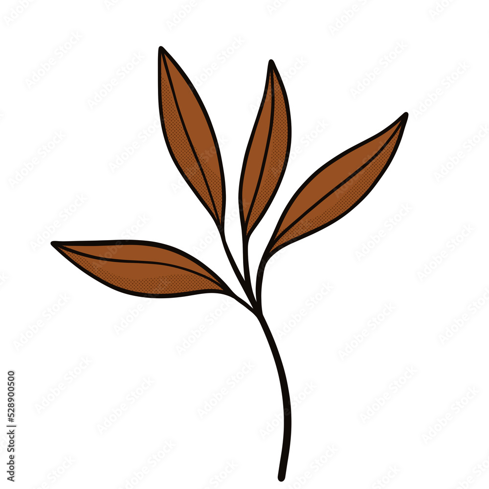 collection forest fern eucalyptus art foliage natural
leaves herbs inline style. Decorative beauty, elegant illustration 
flower Botanical
