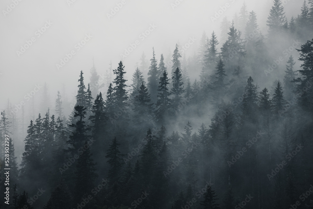 misty morning in the mountain forest