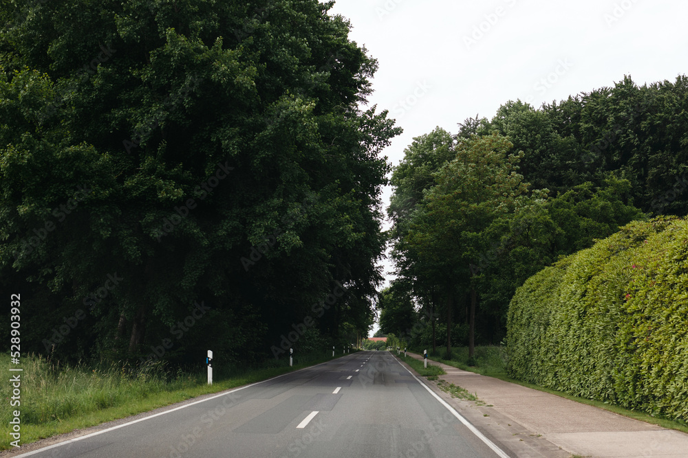Fototapeta premium Road with green trees in summer
