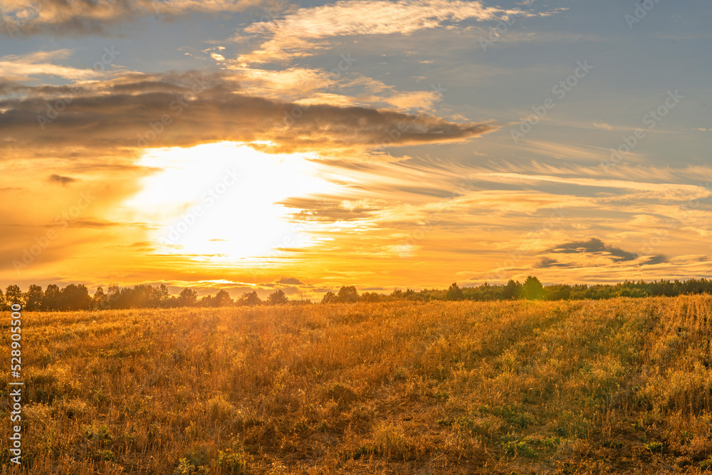 Obraz premium Summer sunset over the field