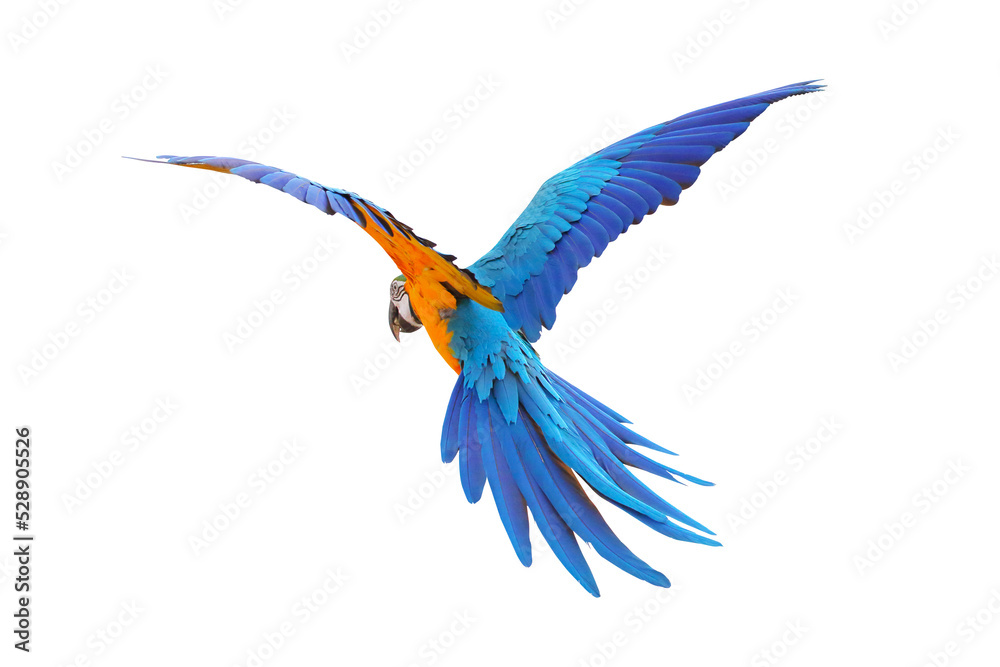Colorful feathers on the back of macaw parrot. Blue and gold macaw parrot