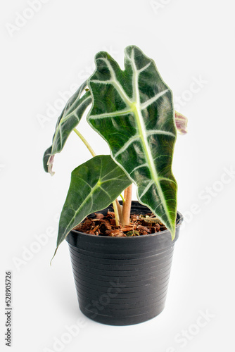 Wallpaper Mural Alocasia Polly (Alocasia sanderiana Bull.) in pot houseplant decor isolated in white background. Torontodigital.ca