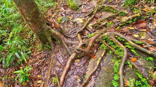 Old trees and Roots, Sinharaja National Park Rain Forest, UNESCO World Heritage Site, Biosphere Reserve, Sri Lanka, Asia