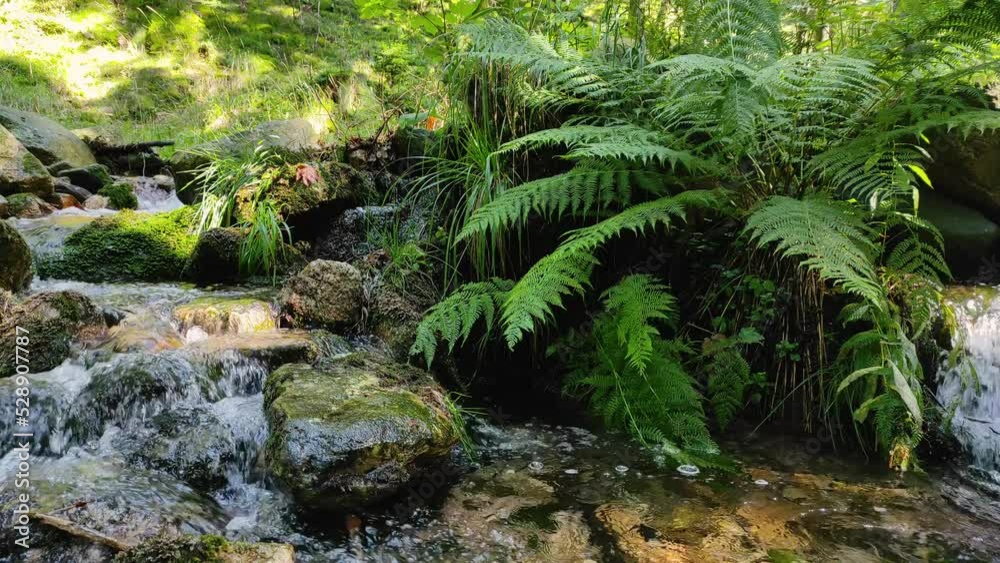 mountain stream flowing through the lush greenery of a fern in the forest. natural sound mountain stream flowing through the lush greenery of a fern in the forest. natural sound