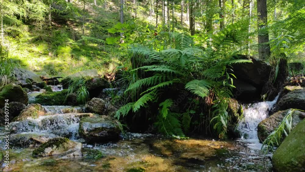 mountain stream flowing through the lush greenery of a fern in the forest. natural sound