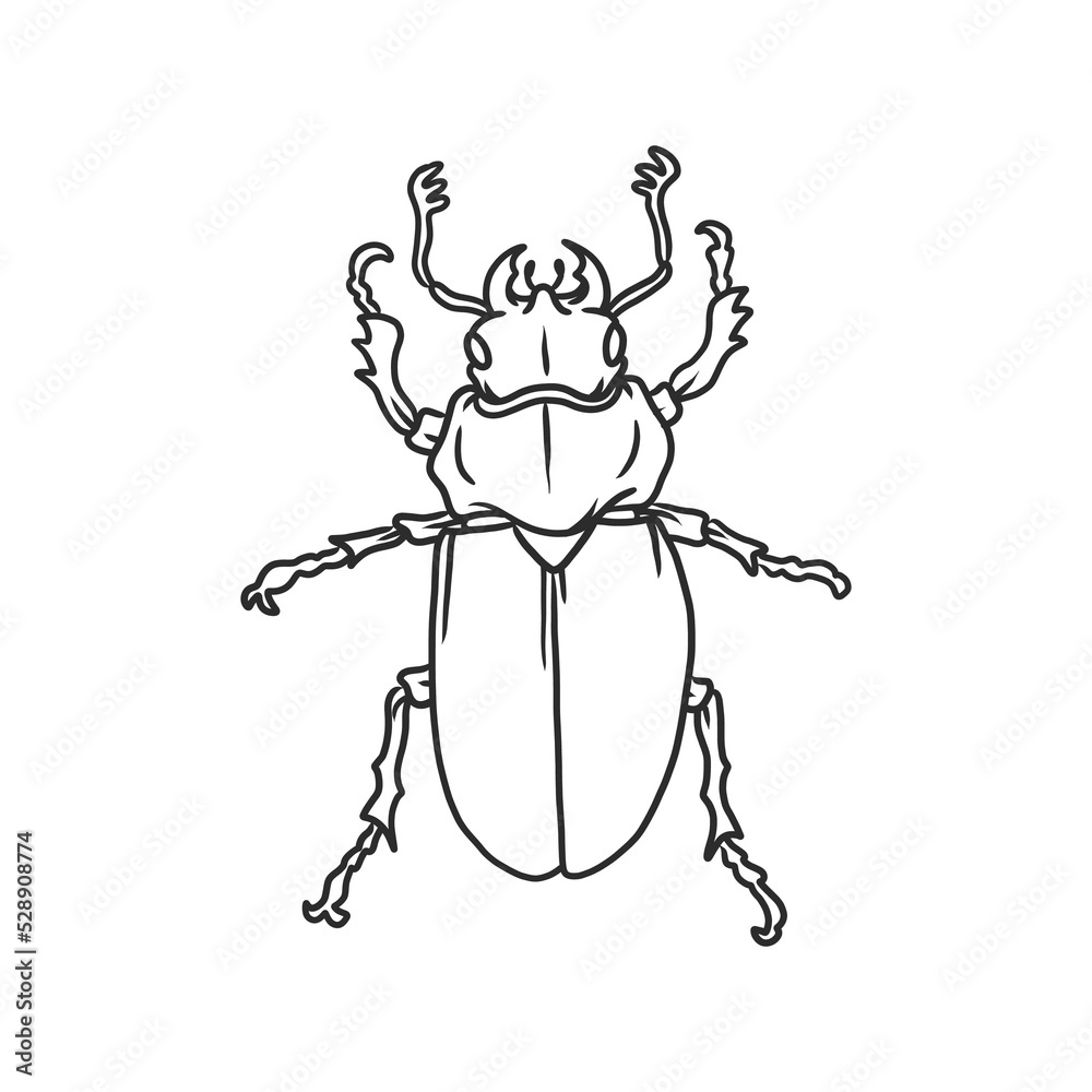 beetle Insects and bug illustration beetle Insects and bug illustration