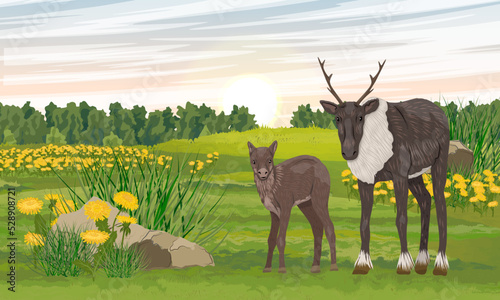 Reindeer and her cub on a flowering meadow near the forest. Summer in the north. Realistic vector landscape