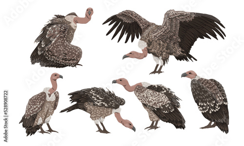 Set of African vultures Griffon vulture or Eurasian griffon. Wild birds of Africa. Realistic vector animals photo