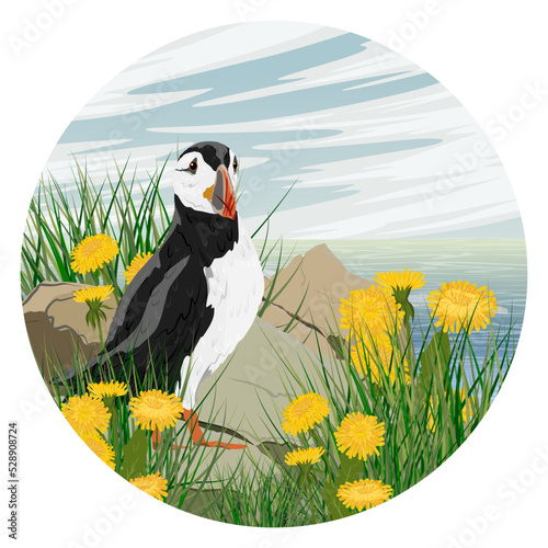 Round composition. Atlantic puffin sits on a rocky ocean shore in thickets of grass and yellow flowers. Scandinavian bird Fratercula arctica or common puffin. Realistic vector landscape