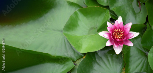 Banner with pink lotus. Background from green leaves. Place for text.