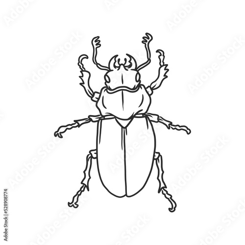 Wallpaper Mural beetle Insects and bug illustration Torontodigital.ca