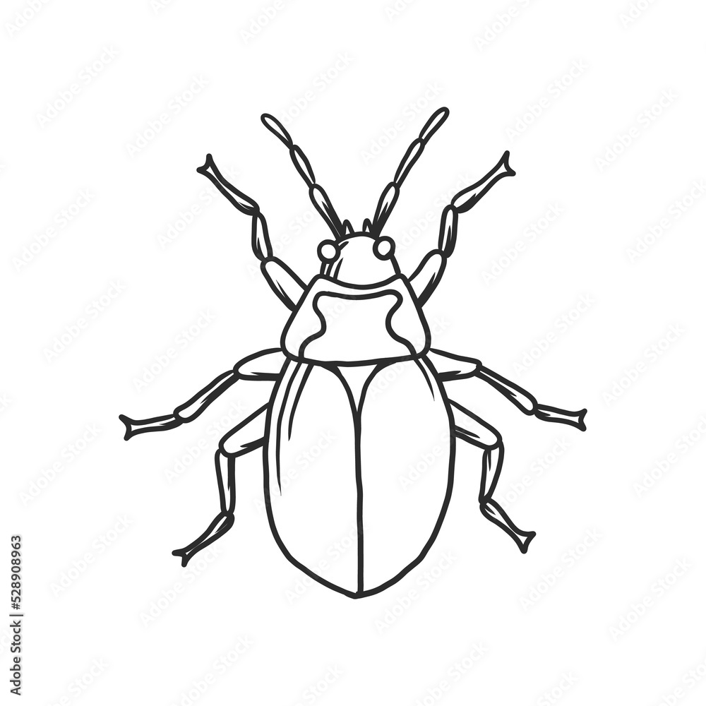 beetle Insects and bug illustration beetle Insects and bug illustration