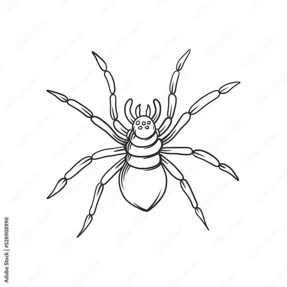 spider Insects and bug illustration spider Insects and bug illustration