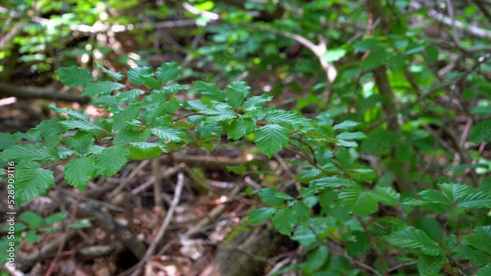 Green leaves in sunny forest Green leaves in sunny forest