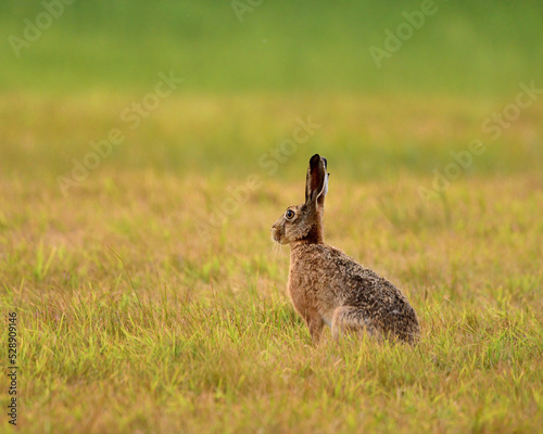 European hare in the grass