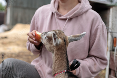 A woman feeds an apple to a goat. Pet care, petting zoo. Selective focus