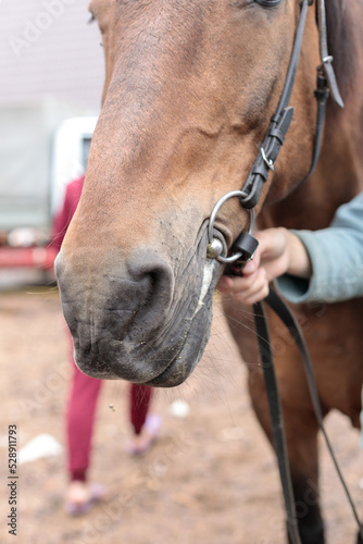 Muzzle of a brown horse in a harness close-up. Selective focus