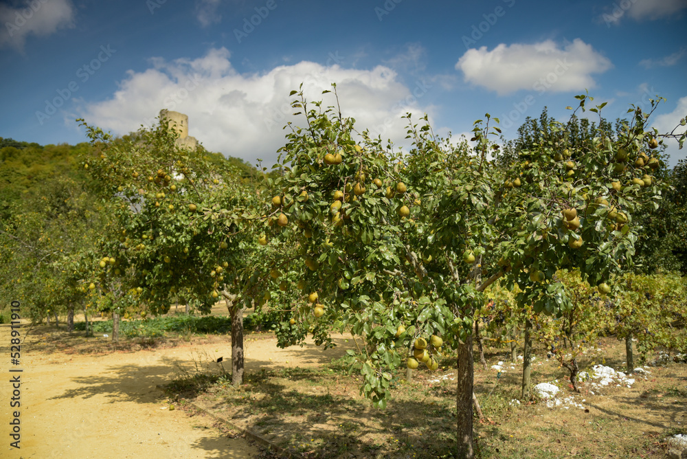view of a french orchard