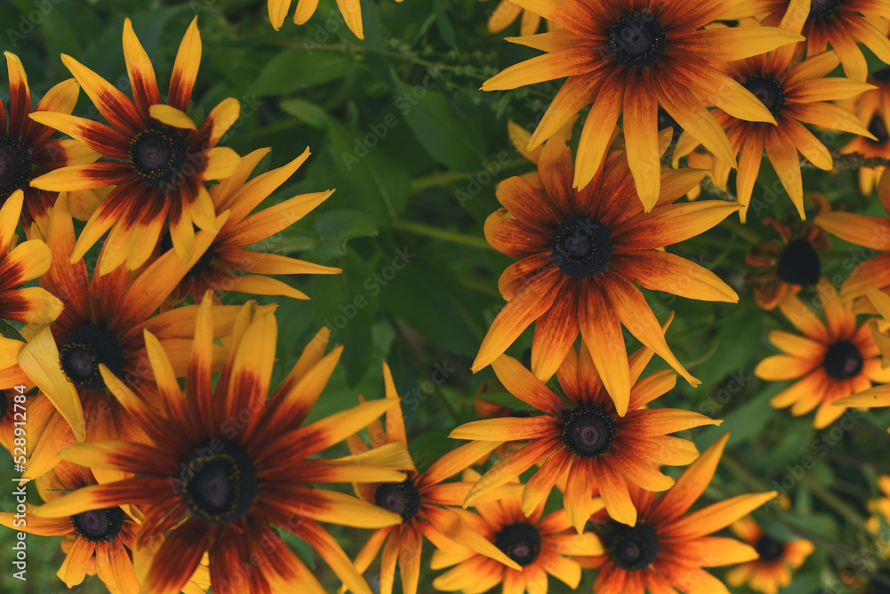 Bright rudbeckia flowers on a background of green leaves and stems. Summer flowerbed in the garden.